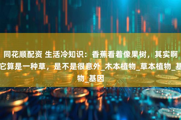 同花顺配资 生活冷知识：香蕉看着像果树，其实啊，它算是一种草，是不是很意外_木本植物_草本植物_基因